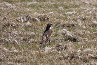 Turdus eunomus