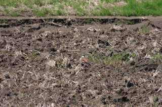 Turdus eunomus