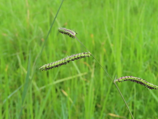 Paspalum dilatatum