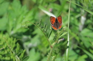 Lycaena phlaeas