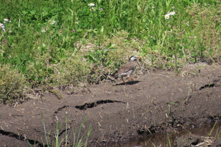 Spodiopsar cineraceus
