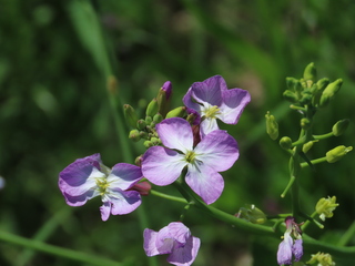 Raphanus sativus
