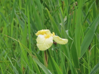 Iris ensata cv.