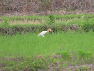 Bubulcus ibis