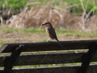 Lanius bucephalus