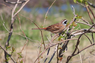Emberiza cioides