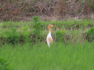 Bubulcus ibis