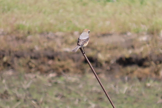 Lanius bucephalus