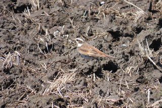 Turdus eunomus