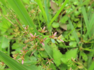 Juncus prismatocarpus