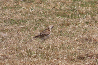 Alauda arvensis