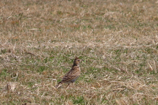 Alauda arvensis