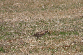Alauda arvensis