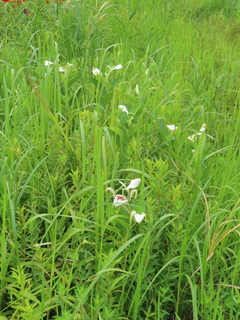 Saururus chinensis