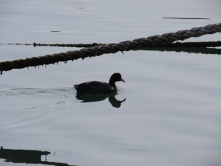 Fulica atra