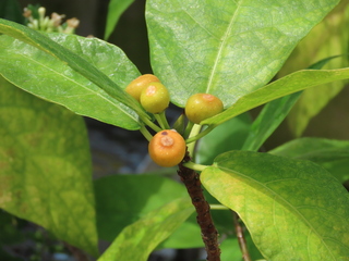 Ficus nishimurae