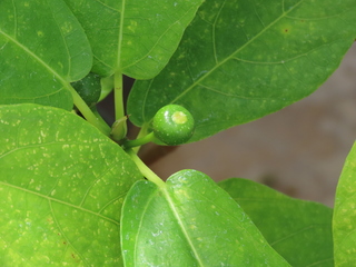 Ficus nishimurae