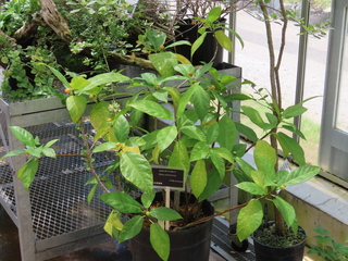 Ficus nishimurae