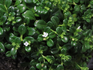 Hedyotis biflora var. parvifolia