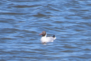 Chroicocephalus ridibundus