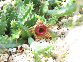 Huernia zebrina