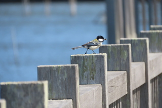 Parus minor