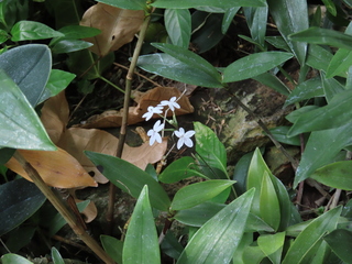 Pseuderanthemum variabile