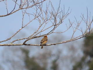 Lanius bucephalus