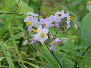 Solanum carolinense