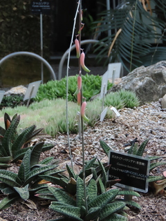 Gasteria batesiana