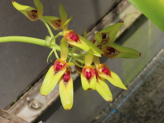 Bulbophyllum graveolens
