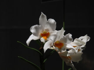 Dendrobium roseiodorum