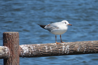 Chroicocephalus ridibundus