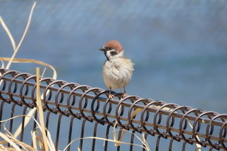 Passer montanus