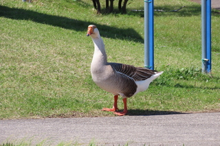 Anser cygnoides