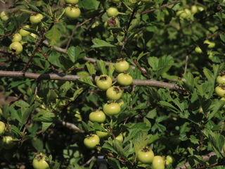 Crataegus cuneata