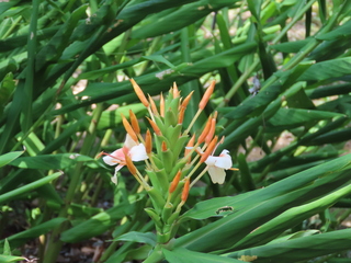 Hedychium coronarium