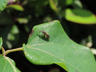 Colletes sp.