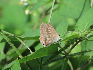 Lampides boeticus