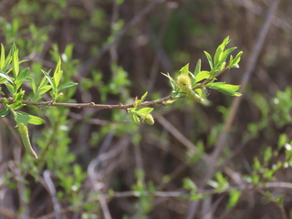 Salix triandra