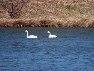Cygnus columbianus
