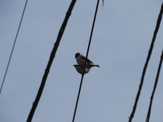 Passer montanus