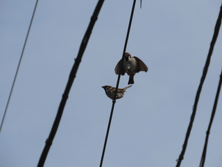 Passer montanus