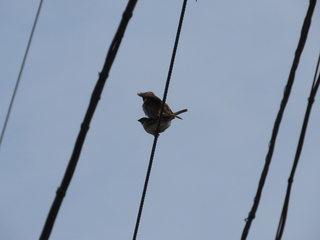 Passer montanus