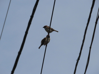 Passer montanus