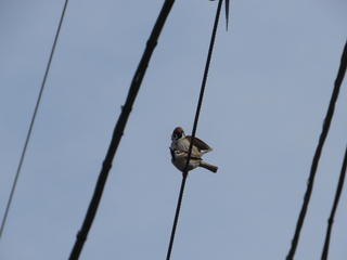 Passer montanus