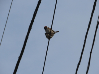 Passer montanus