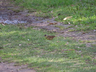 Emberiza spodocephala