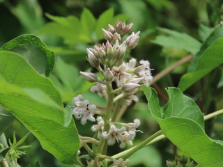 Cynanchum rostellatum