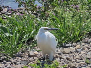Egretta garzetta